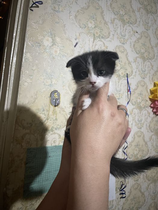 Продается котята