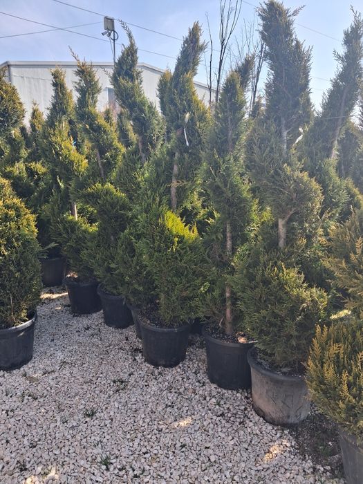 Globulare leyladi platani