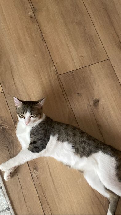 Пропал Кот!!! вознаграждение