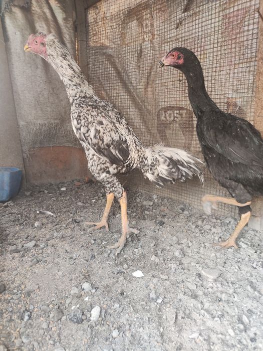 Куры бойцы дакан