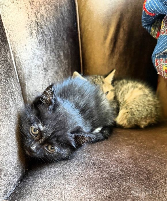 Котята отдам в добрые руки даром
