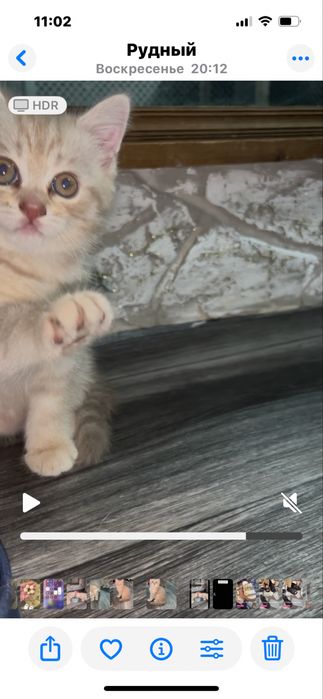 Британские котята прямоухие