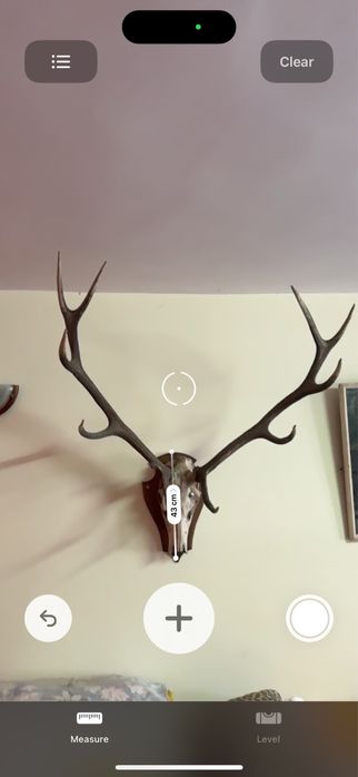 Истински Масивни Еленови Рога с Череп