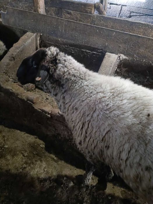 Продавам ОВЕН закупен от Селекционен център!