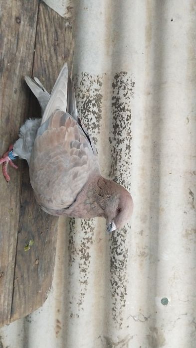 Vând o pereche de porumbei americanii