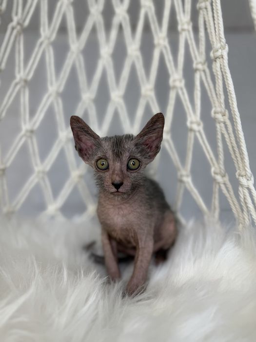 Lykoi cu pedigree (diferit de Sphynx)