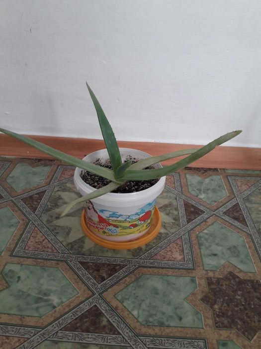 Емдік Алоэ Вера гүлдері