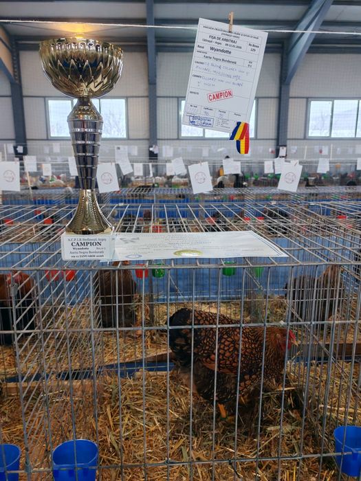 Ouă pt incubat wyandotte GSG