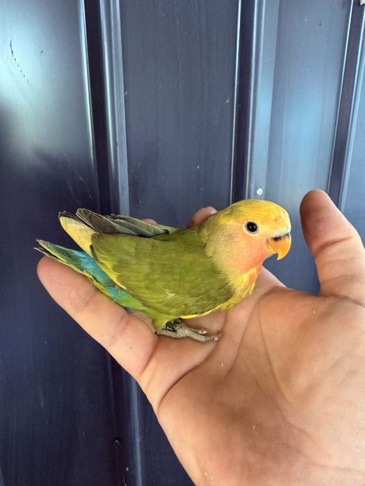 Papagali agapornis puiuti foarte blanzi amorezi agaponis