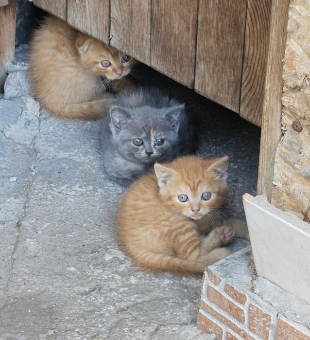 Отдам котят британцев