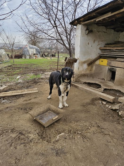 Ит боевой для охраны
