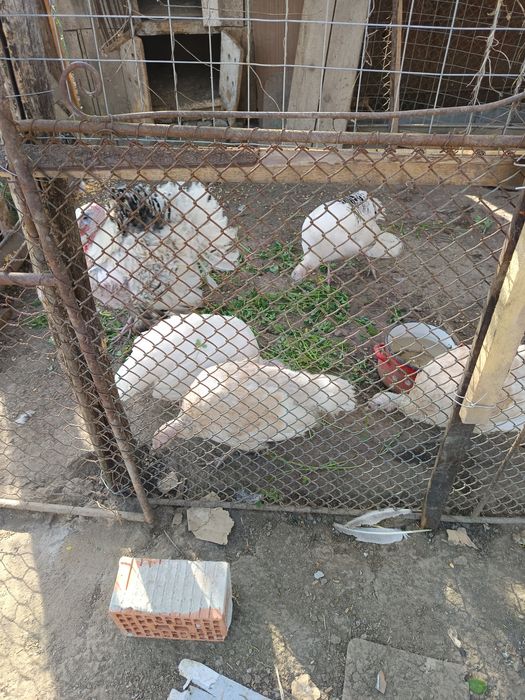 De vânzare 1 curcan și 4 curci