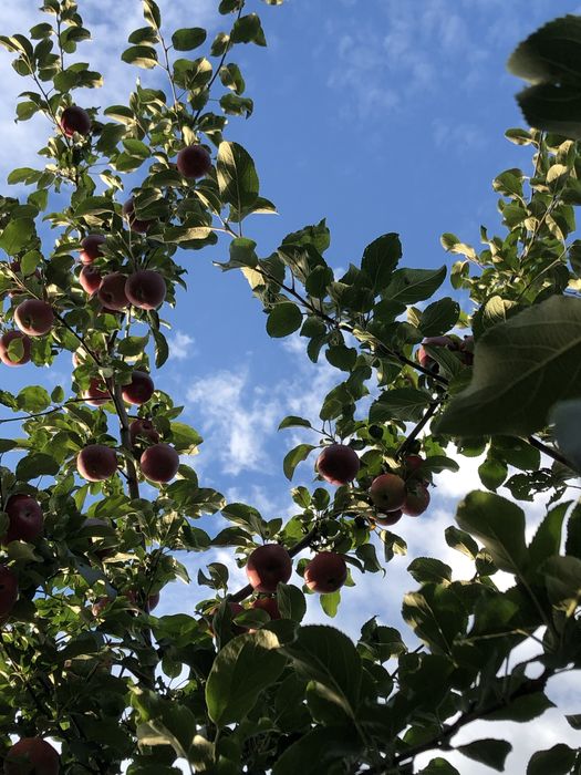 Продам дачу Сад Здоровье