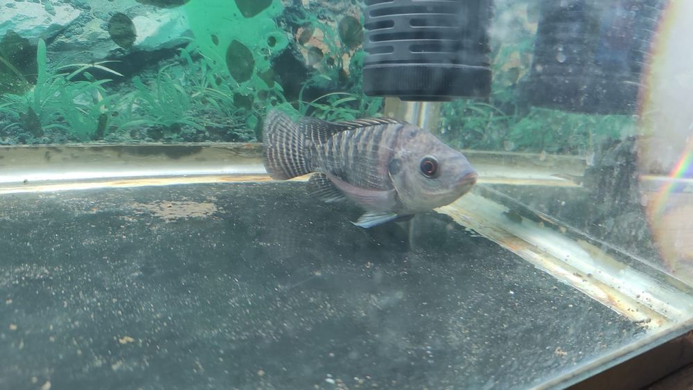 Тиляпия род цихлид