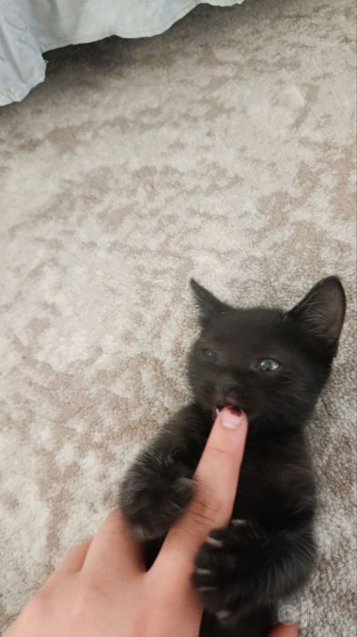 Милые котята, 1,5 месяца. Сами кушают, ходят в лоток. 
Бесплатно