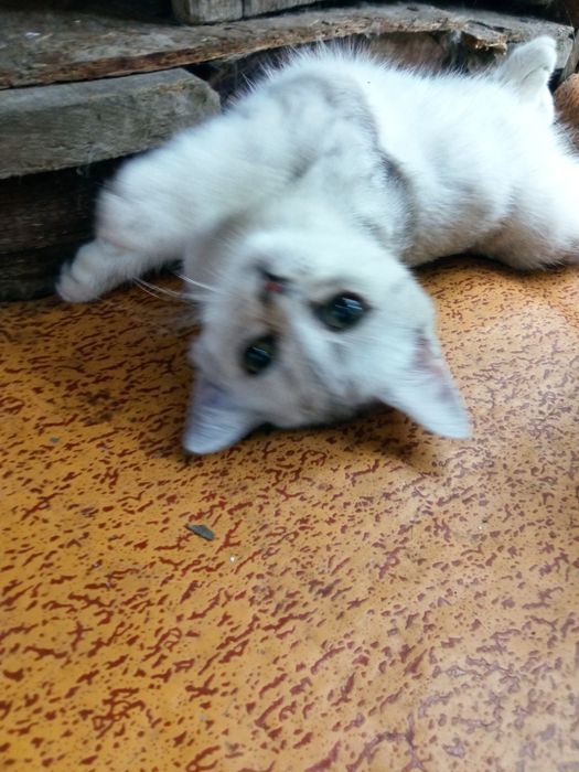 Котенок серебро  британка страйт