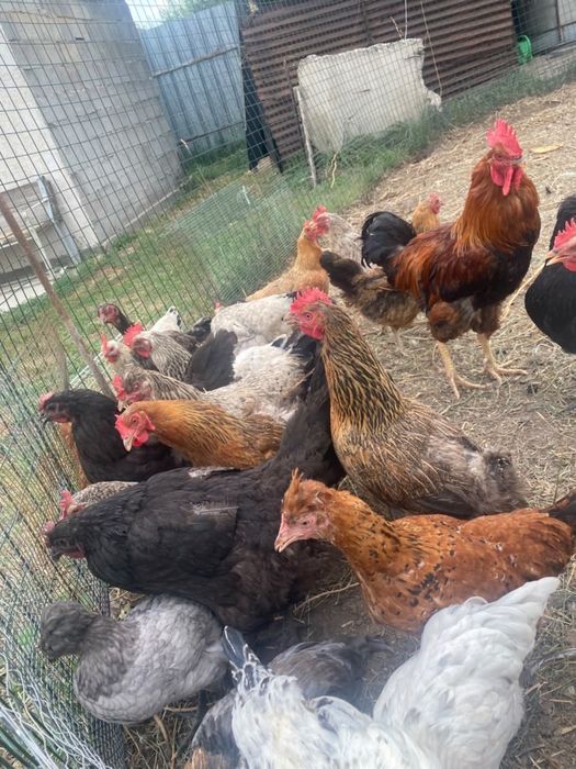Продам домашных курей
