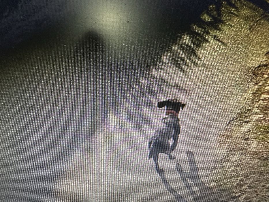 Потерялась щенок 4 месяца