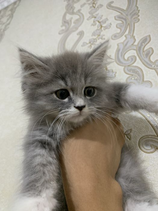 Очень милая кошечка