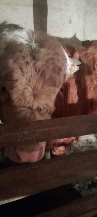 Еркек тайынша сатамын