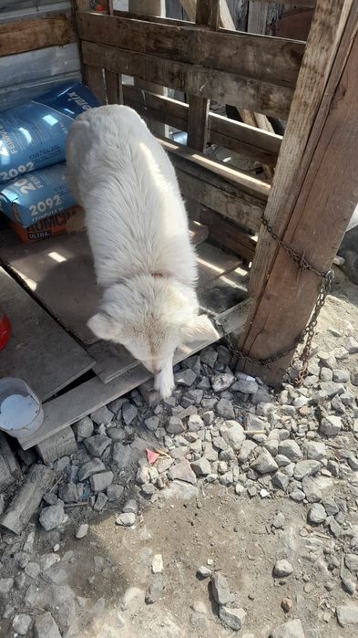 Donez cățeaua 1 an