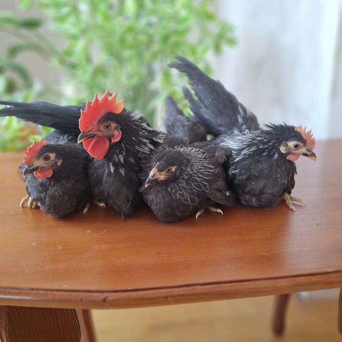 Декоративные курочки породы шабо