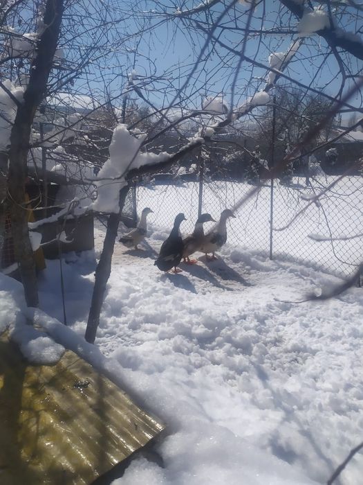 Домашние утки и барашек