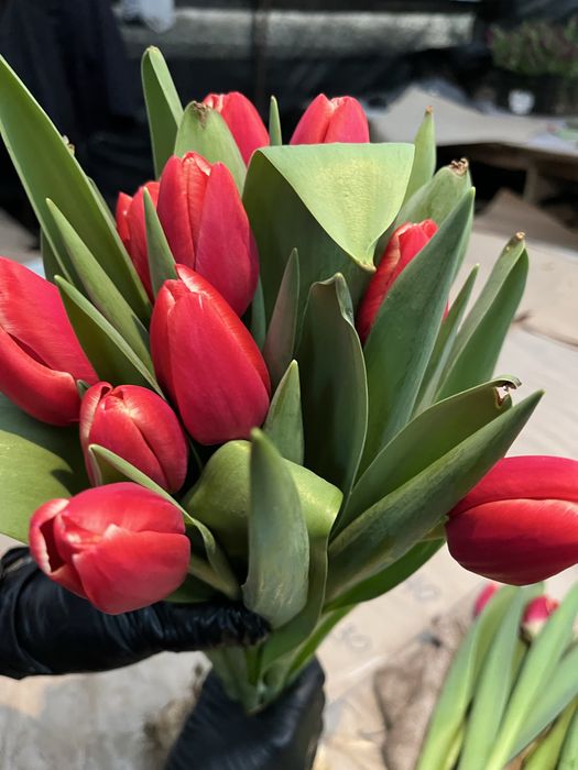 Тюльпаны на 14 февраля и 8 марта