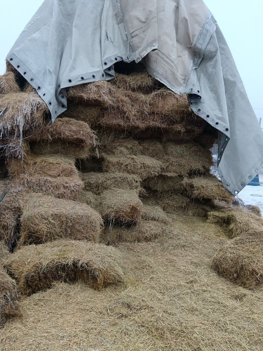 Шөп сатылады 1500 теңге