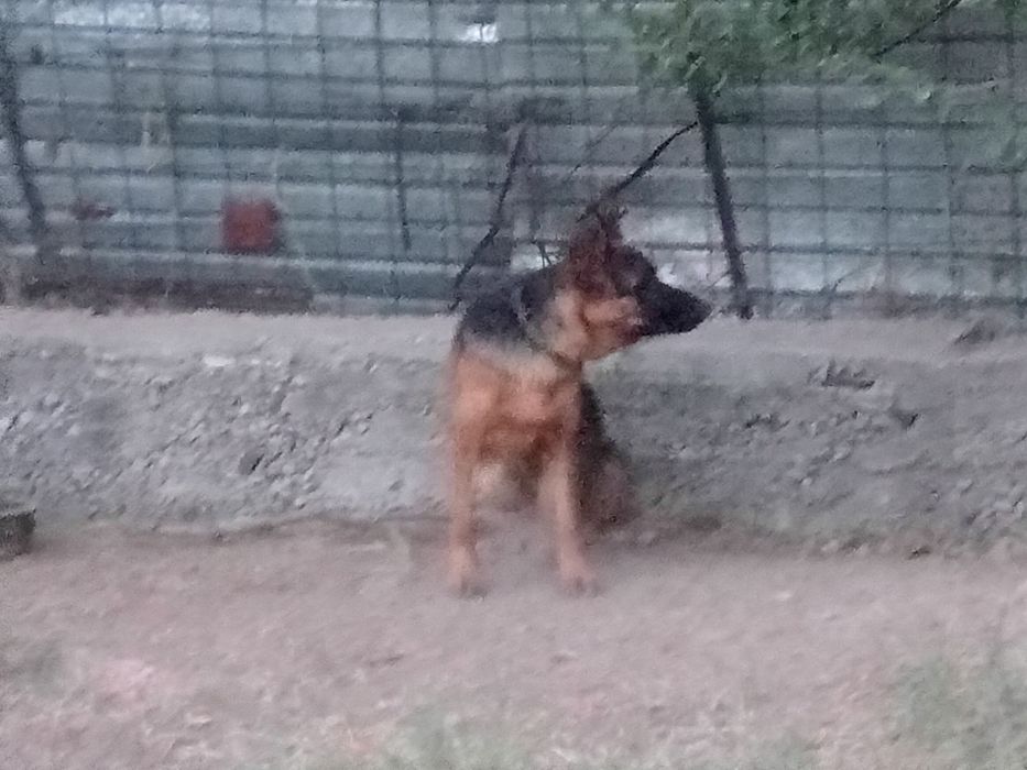 Таза немыс овчарка