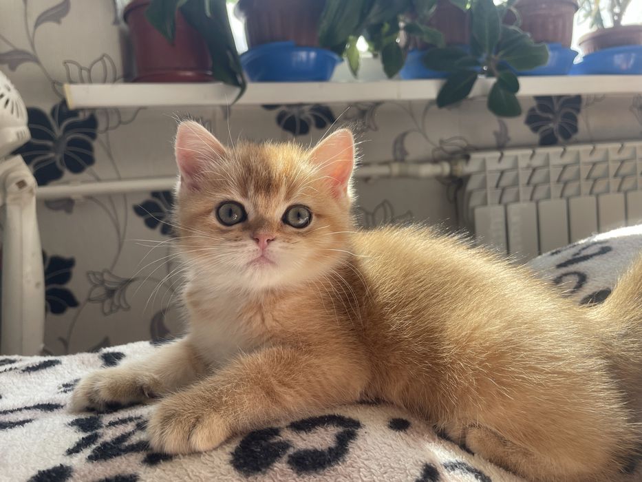 Скоттиш страйт(девочка)