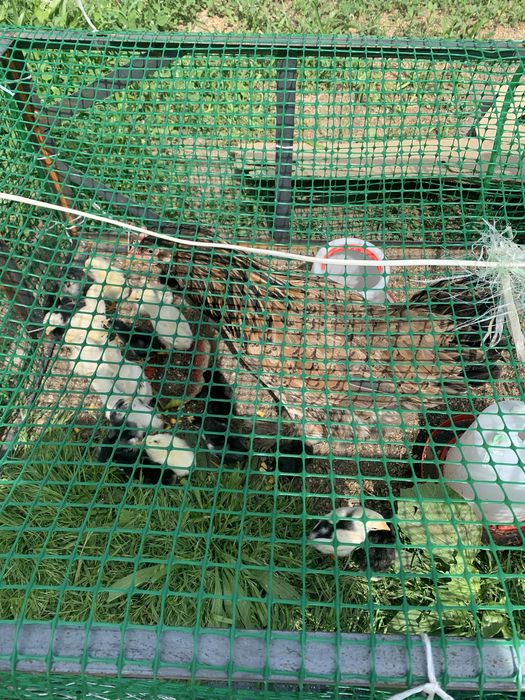 Продам курицу брама
