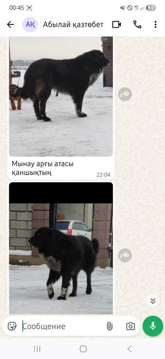 Қазақы төбет күшік