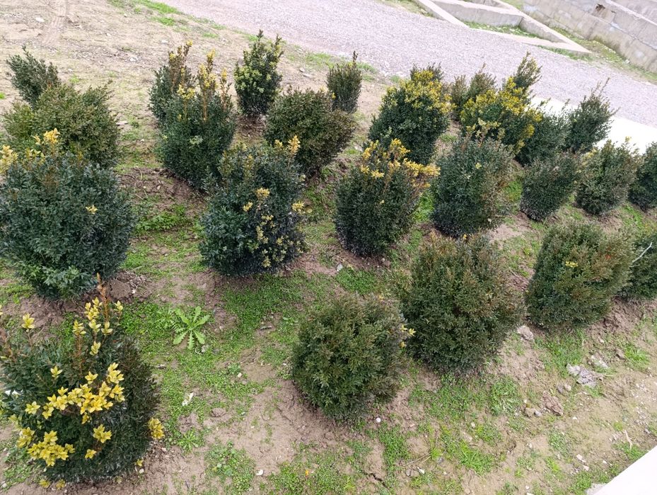 8 йиллик Шамшод кўчатлари.