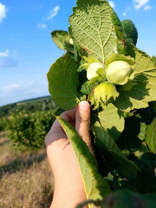 Продава се Земеделски имот в с. Драчево, Област Бургас -  кв.м за 2408 €/дка - Снимка #6