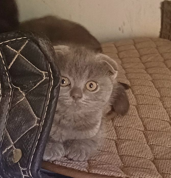 Продаю вислоухих кошек