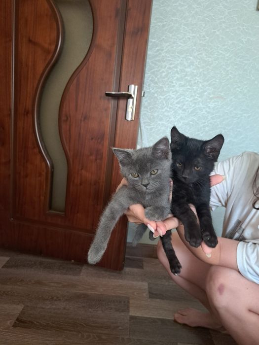 котята совершенно здоровые мальчики