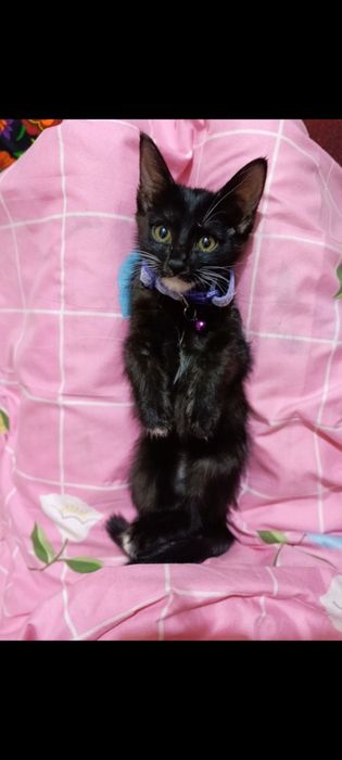 Отдам котят даром в хорошие руки