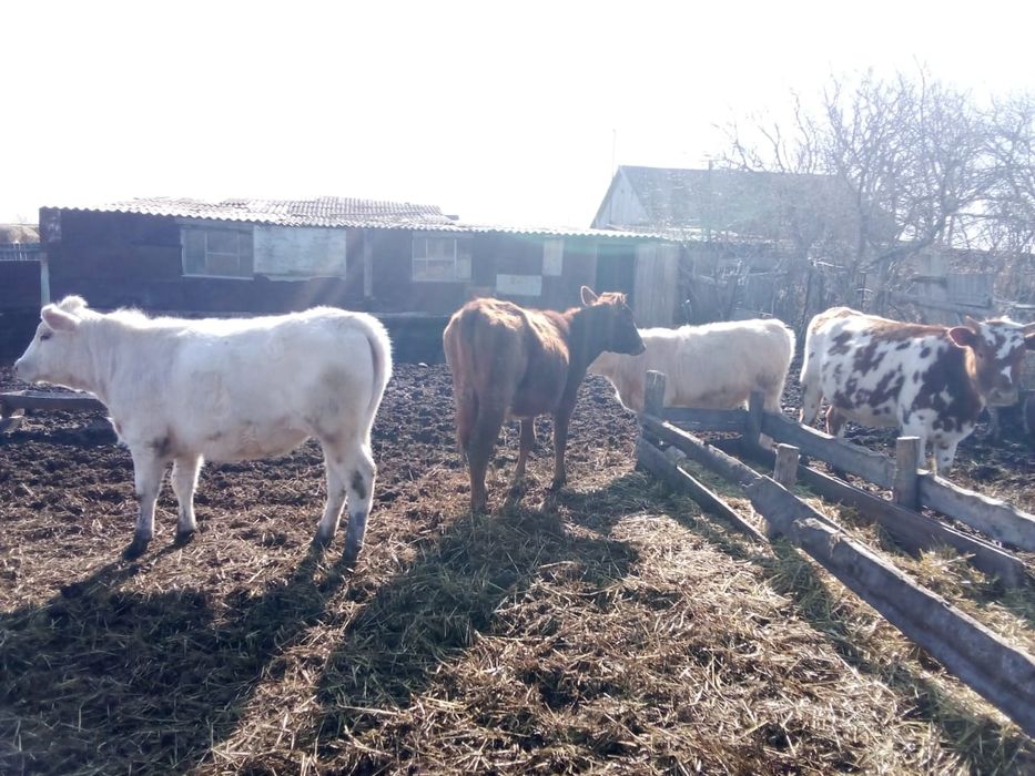 Продам тёлок КРС