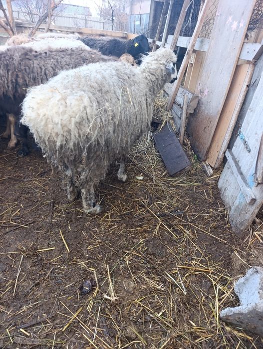 Матка монгольская с ягненкам