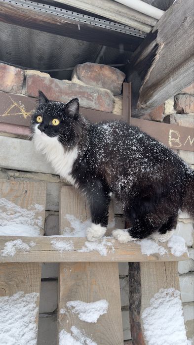Кошка отдам в хорошие руки