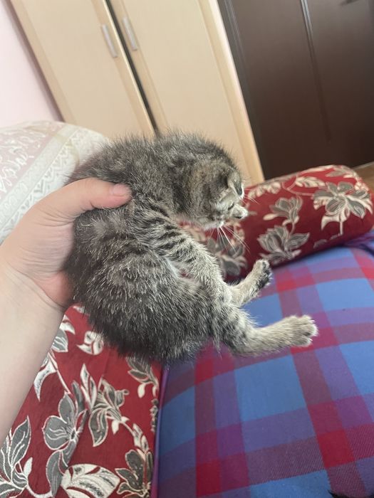 Продам котят вислоухий метисов
