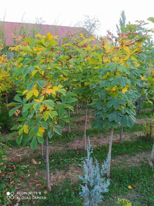 Manzarali daraxtlar sotladi