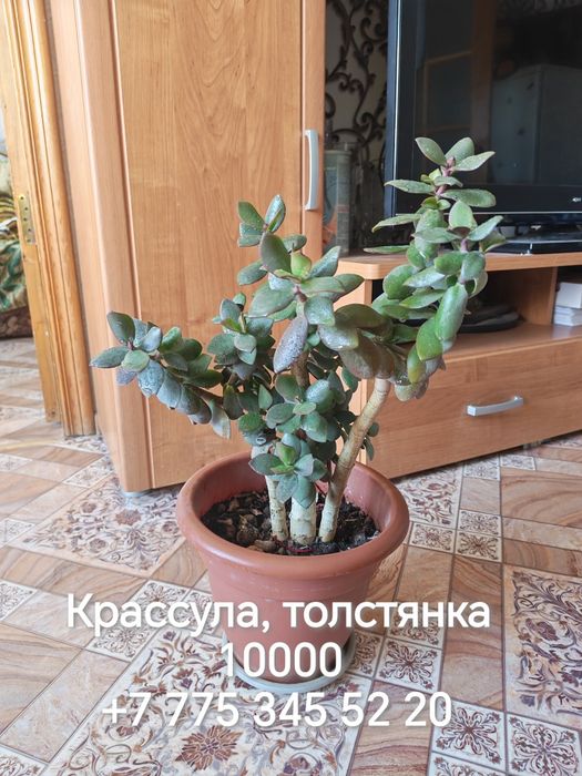 Продаются комнатные растения