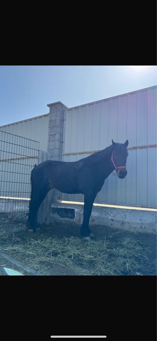 Продам лошадь жеребец