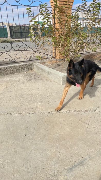 Немецкая овчарка