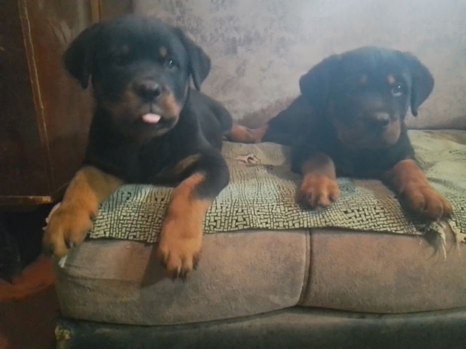 Ротвейлер продам