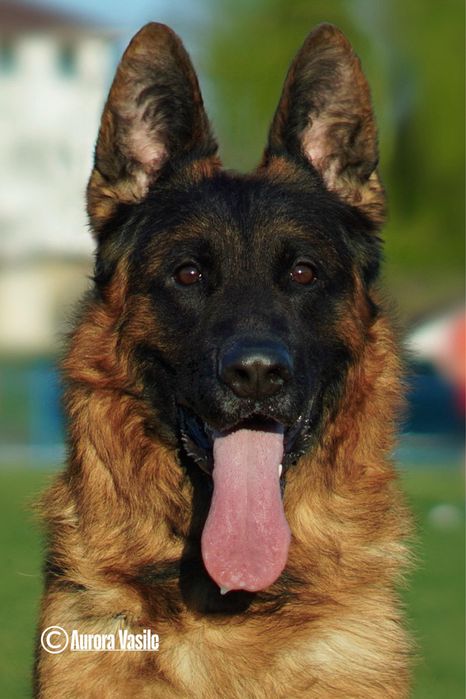 Femela ciobanesc german cu pedigree TOP