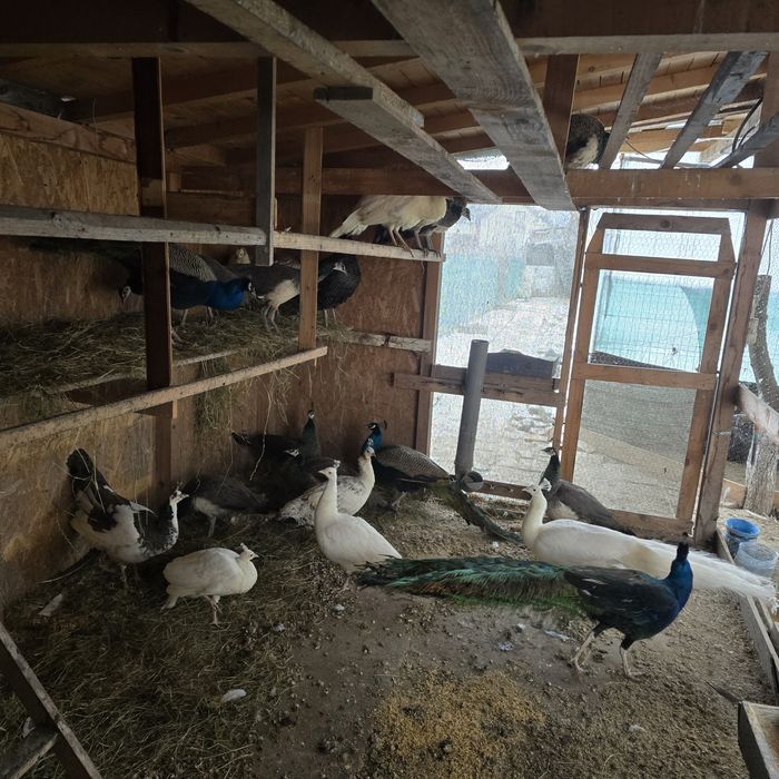 Vand pauni standard si umăr negru