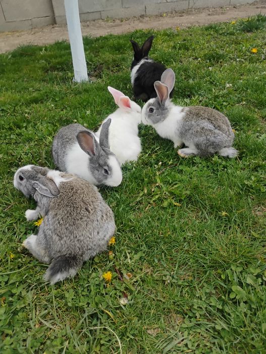 Iepurași hycole sanatosi